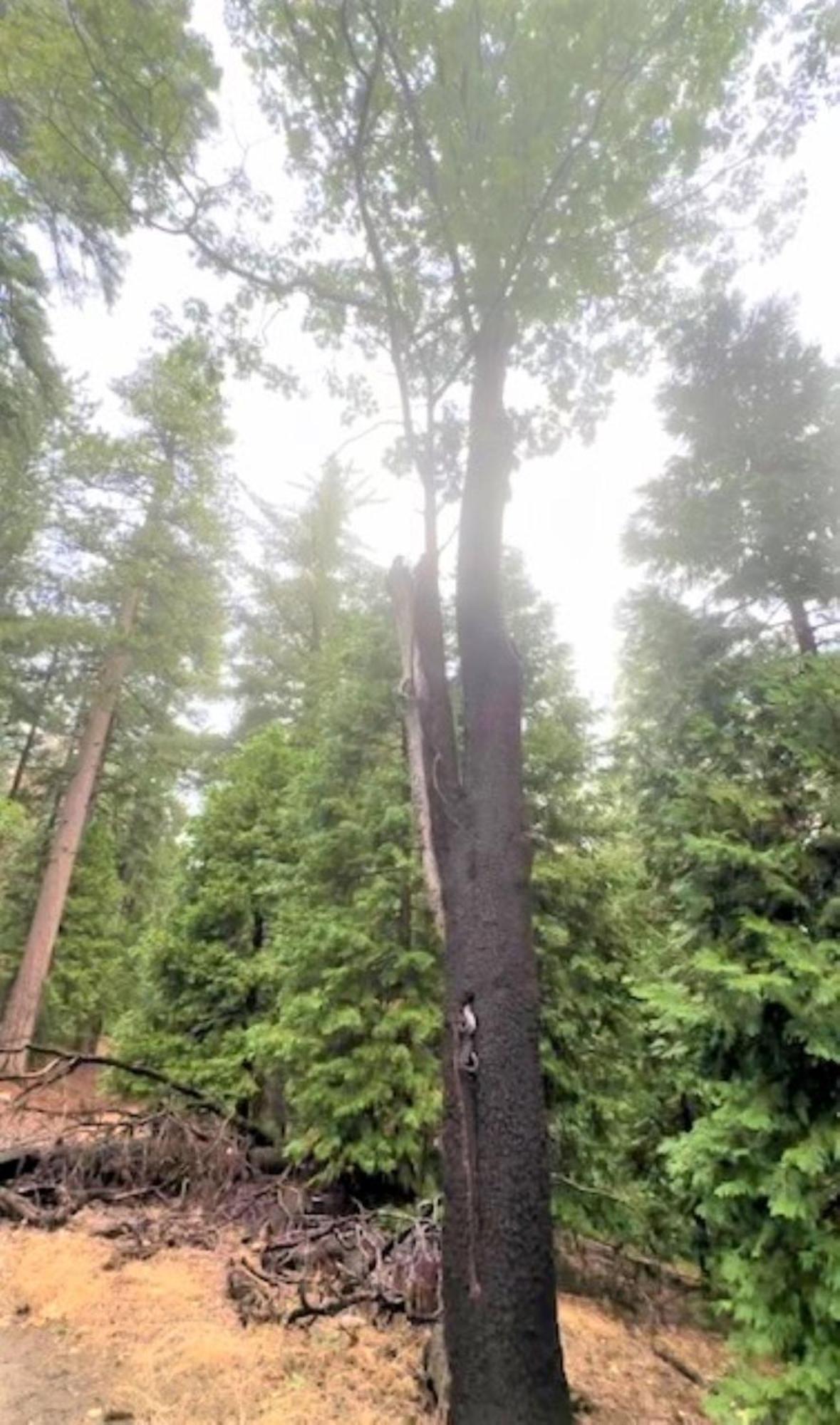 North Bay At Lake Arrowhead Blue Jay Eksteriør bilde